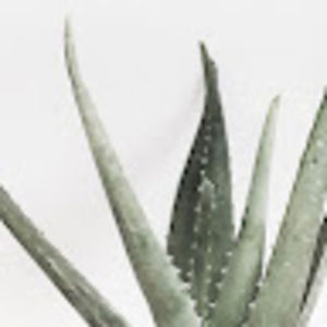 Meet your Posher, Briar